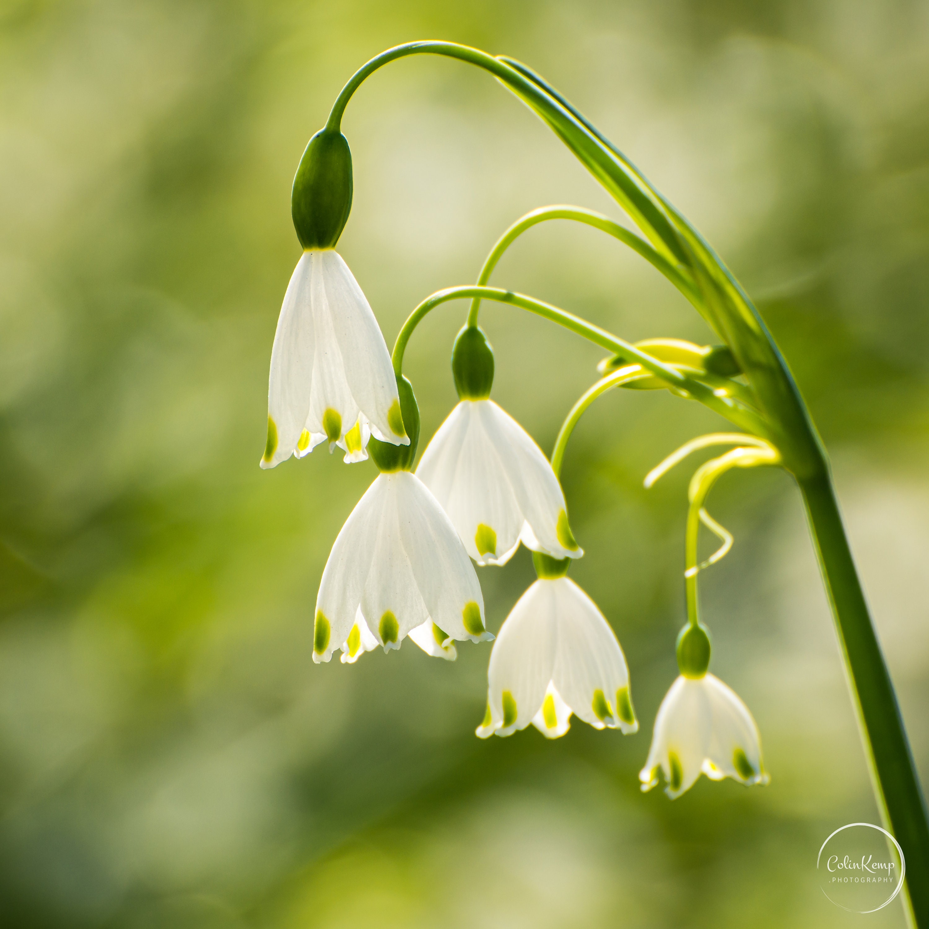 Giant Snowflake Bring Spring Hope, St Agnes Flower, Photographic 