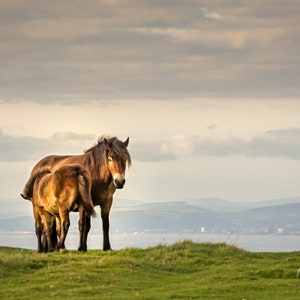 Exmoor ponies, fine art print, christmas gift for horse lover, various sizes