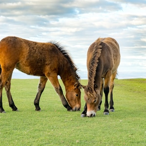 Two Exmoor ponies, fine art print, christmas gift for horse lover, various sizes