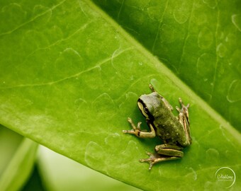 Tree frog on green leaf photo, frog close up photograph, natural world photography, 14x11 inches