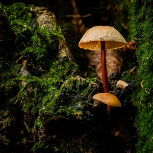 Woodland mushroom fungus photo decor