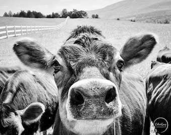 Cow photo, black and white photographic print Jersey Cows, wall art