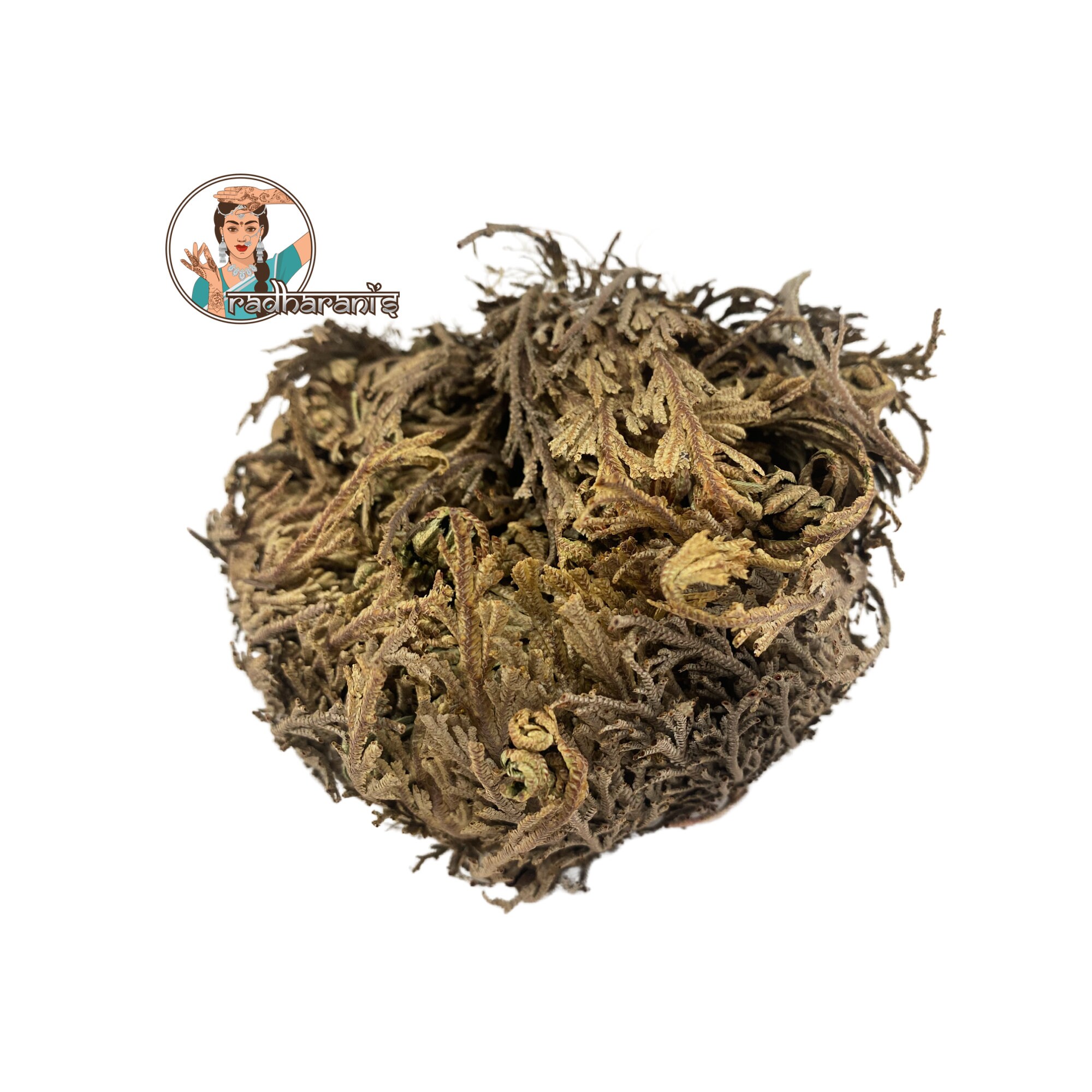 Rose of Jericho, Resurrection plant, Jericho Rose, Jericho Flower