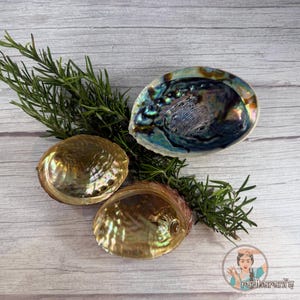 Raw Abalone Shell for Smudging & Altar Use – Natural Shell Bowl for Sage, Palo Santo, Cleansing Rituals – Multiple Sizes Available