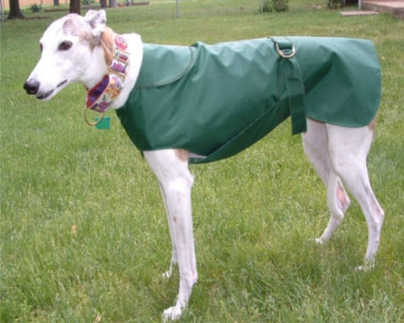 greyhound raincoat
