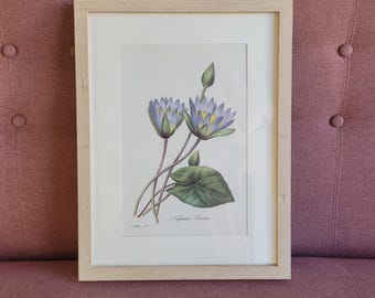 Vintage lithograph by PJ Redoute, Les plus belles Fleurs du monde. Botanical lithograph. Nymphoea Coerulea