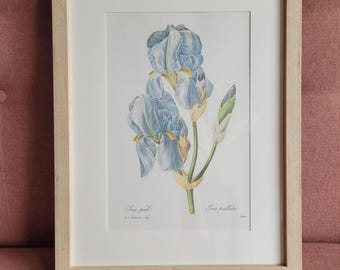 Vintage lithograph PJ Redoute, Les plus belles Fleurs du monde. Botanical lithograph. Iris Pallida