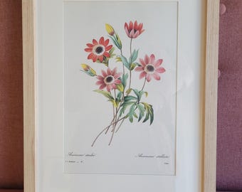 Vintage lithograph by PJ Redoute, Les plus belles Fleurs du monde. Botanical lithograph. Anemone Stellata