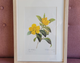 Vintage lithograph PJ Redoute, Les plus belles Fleurs du monde. Botanical lithograph. Dillenia Scandens