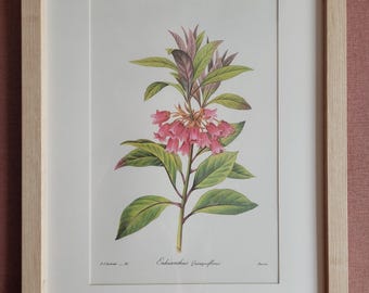 Vintage lithograph PJ Redoute, Les plus belles Fleurs du monde. Botanical lithograph. Enkianthus Quinqueflorus
