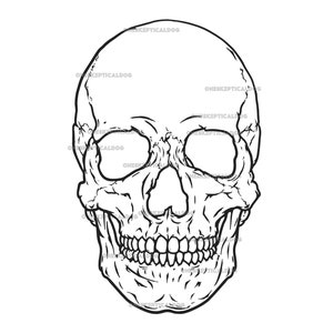 May include: A detailed black and white illustration of a human skull, showing the bony structure with visible teeth and eye sockets. The image is a front-facing view, suitable for gothic or Halloween designs.