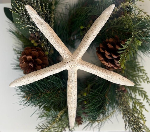 Large White Finger Starfish (8-9") , Beachy Christmas, Bulk Shells, Beach Wedding Decor, Wedding Favors, Seashells In Bulk, Coastal, Shore