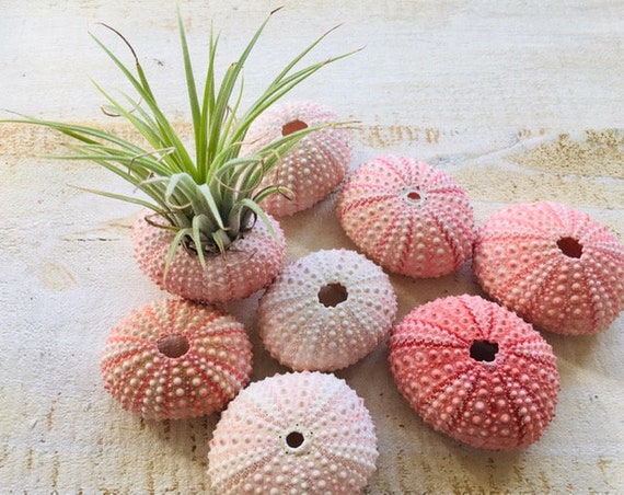 Pink Sea Urchins ~ Air Plant Holder ~ Bulk Shell Craft Supply ~ Beach Wedding Decor ~ Wedding Favors ~ Seashells In Bulk ~ Sea Urchins
