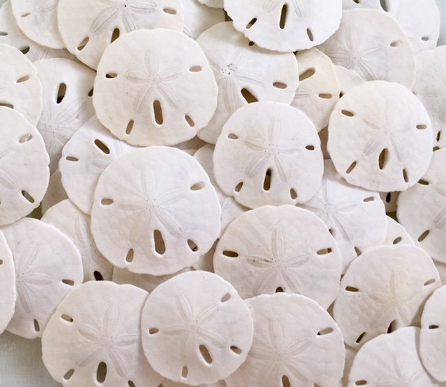 Lot Of Ten 2 5 3 White Sand Dollars Wholesale For Crafts 2 1 2 3
