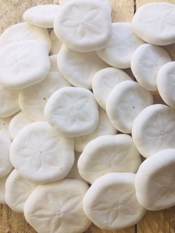 Sea Cookies Sea Biscuits Wholesale For Crafts 1" - 1.5"  Bulk Shell Craft Supply ~ Beach Wedding Decor ~ Wedding Favors ~ Seashells In Bulk