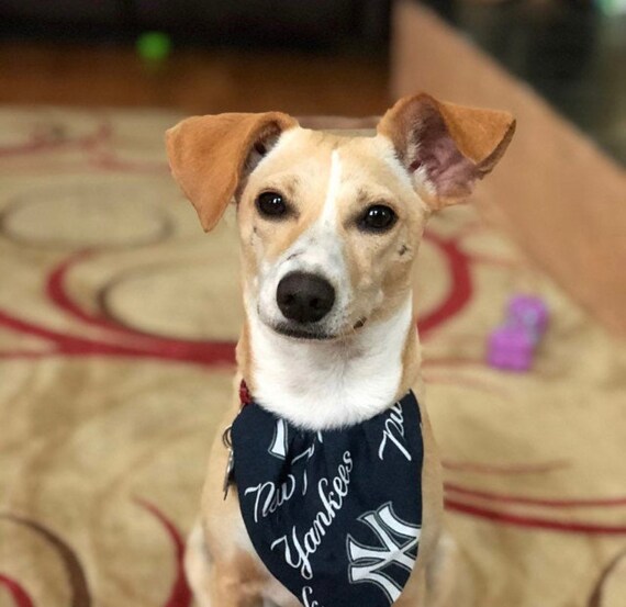 yankees dog collar