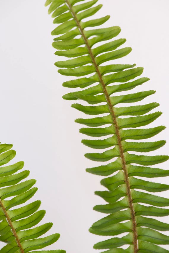 Fern Print Fern Wall Art Fern Art Fern Photograph Etsy