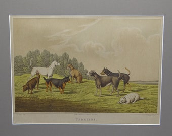 Antique Henry Alken (1785-1851) chromolithograph 'Terriers', antique art print, dog print, dog art, country home decor