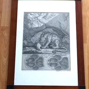 Johann Elias Ridinger (1698-1767) incisione su rame 'Spuhr des Tigers' dalla serie 'Der Jagtbaren Tiere'