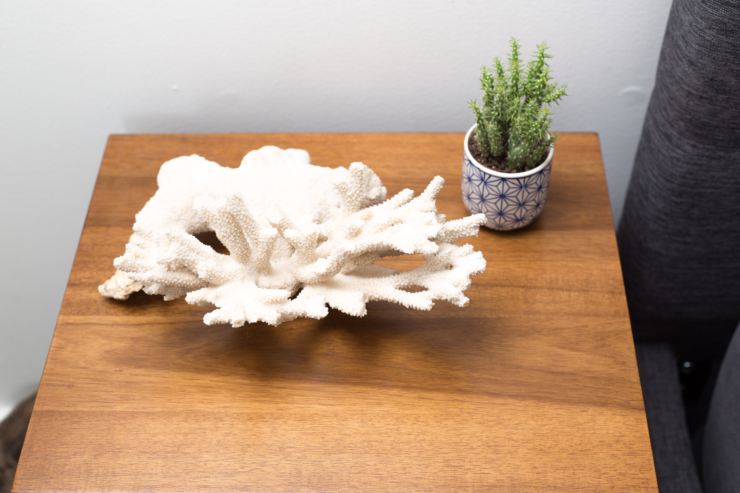 Vintage White Coral Natural Bleached White Coral Ocean