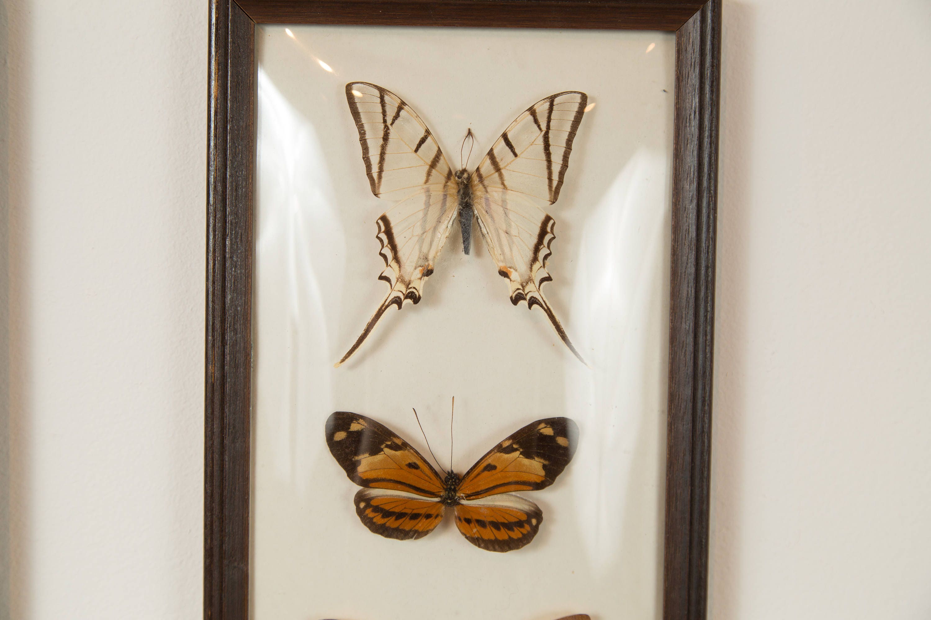 Vintage Preserved Butterfly Art Framed Butterflies Exotic framed