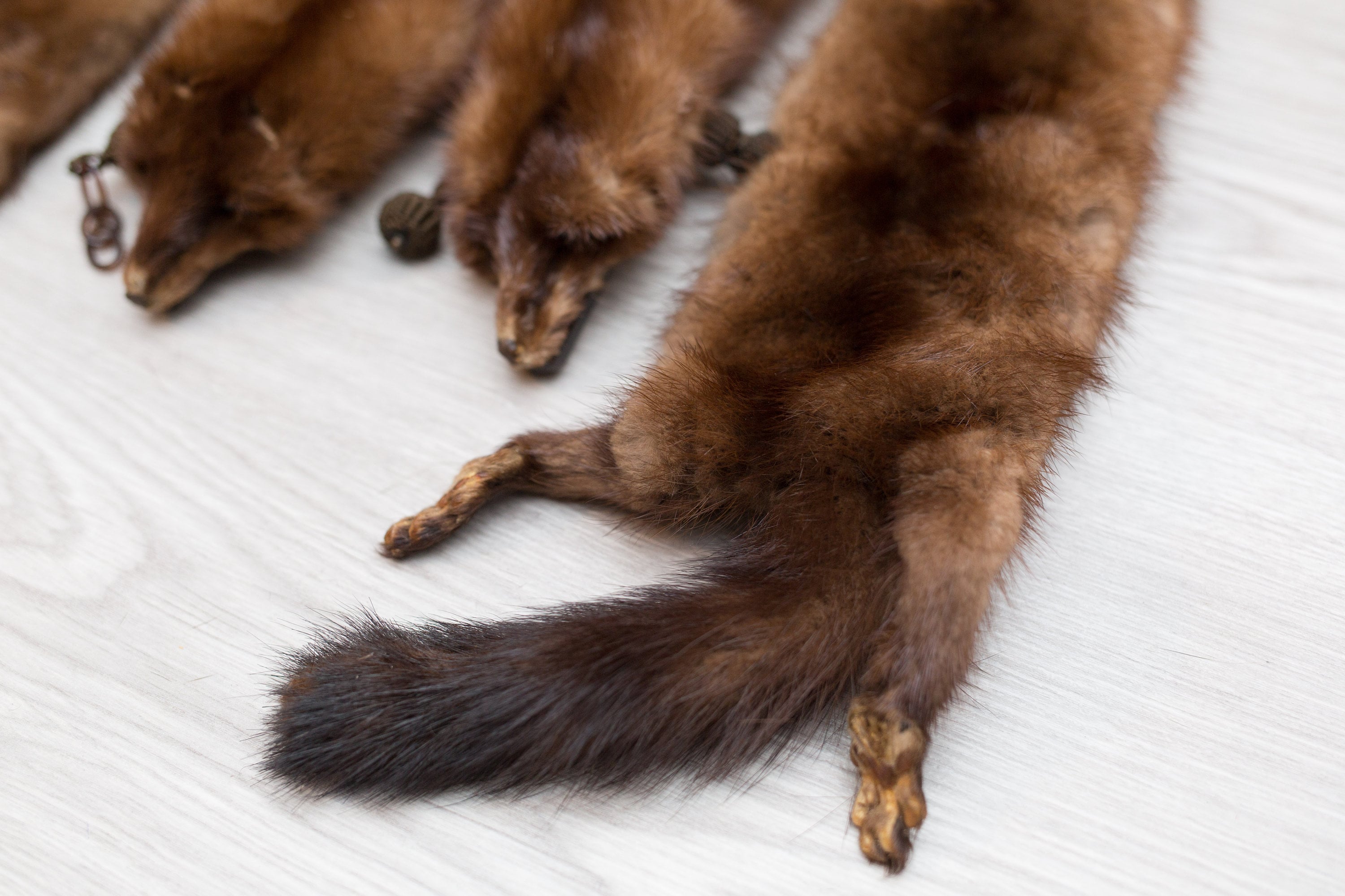 Mink Fur Stole 4 Clip on Mink Pelts and Fur Tail Canadian Brown Fur
