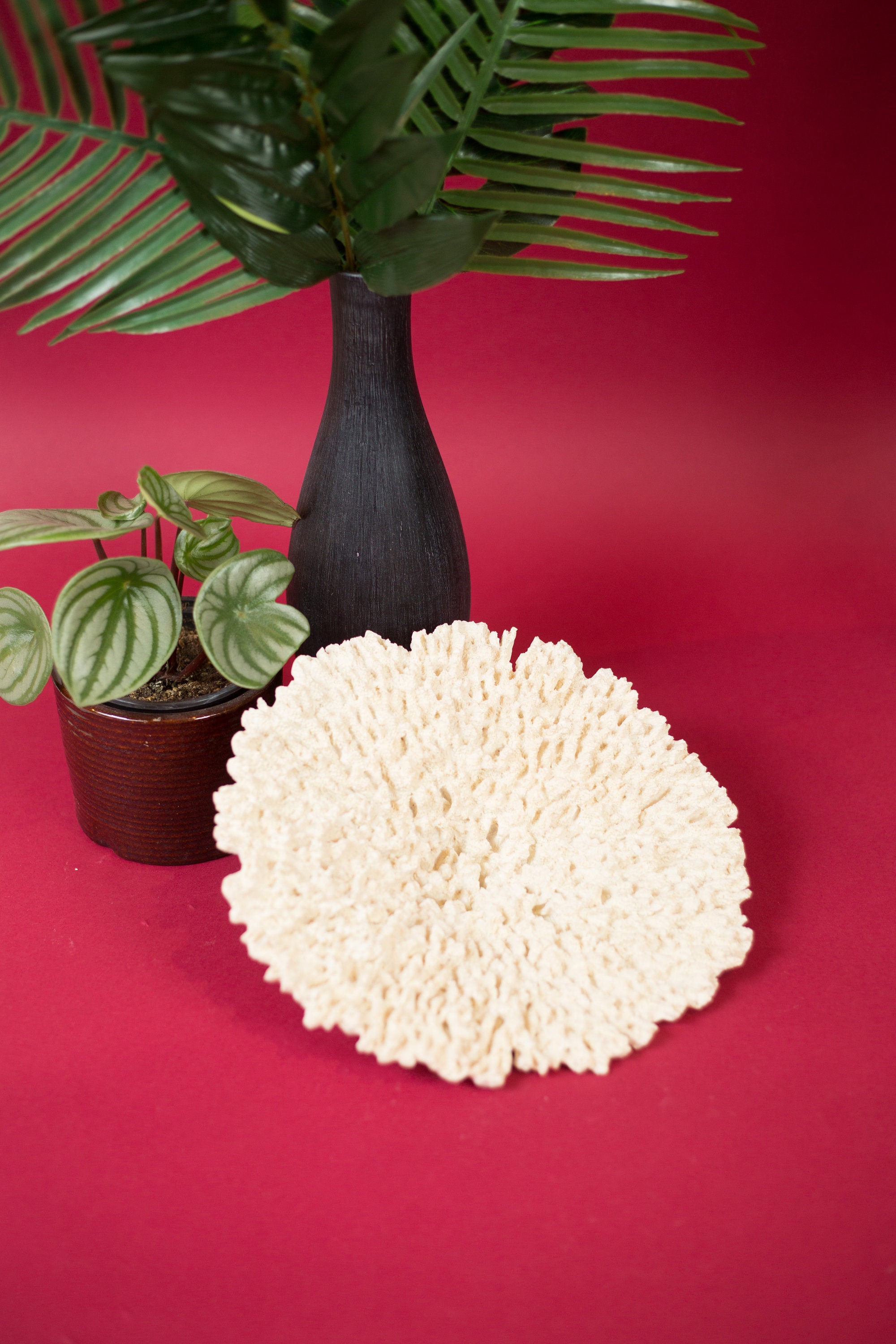 Vintage White Coral Natural Bleached White Coral Ocean