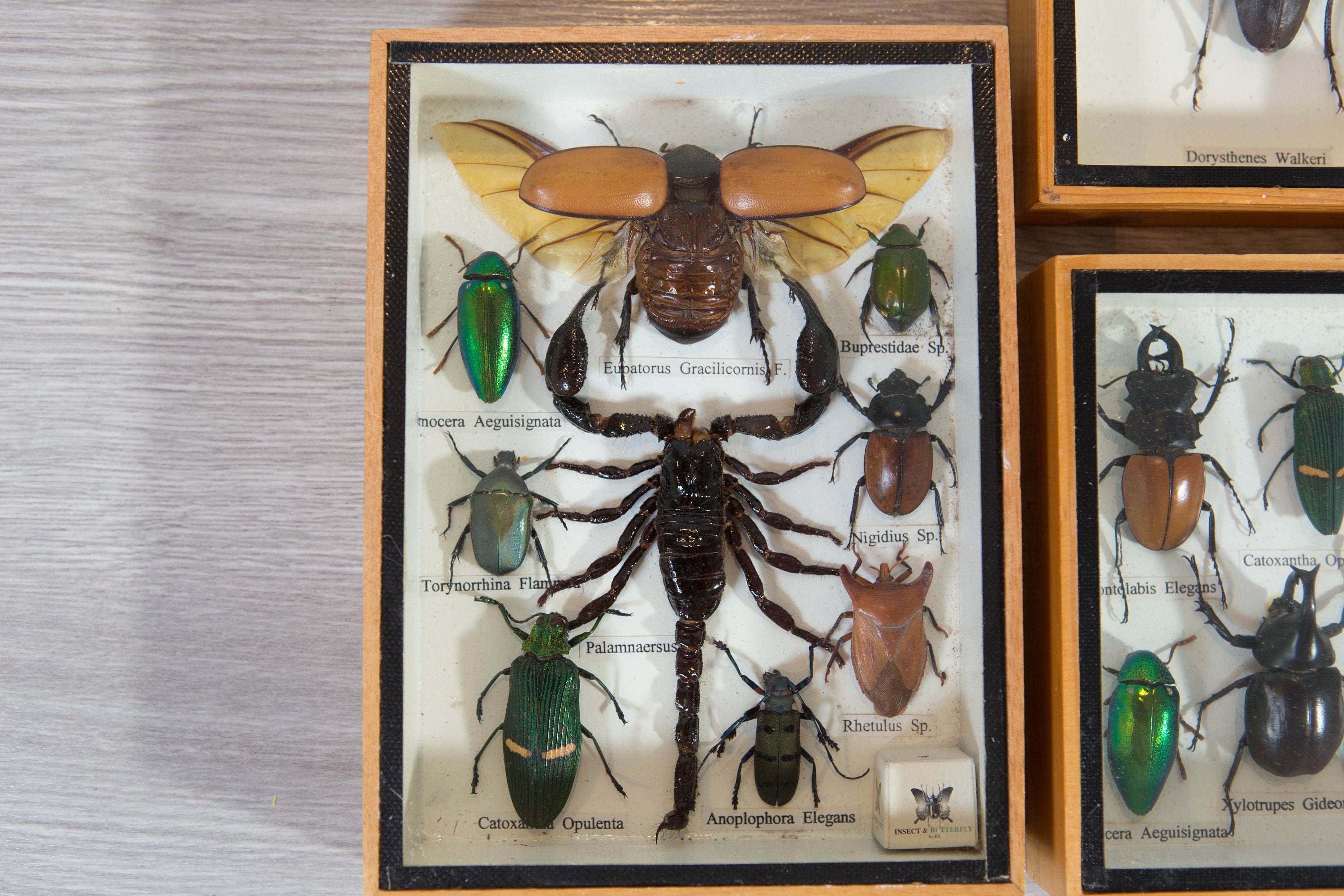 Vintage Preserved Beetle Art Framed Scorpion and Bugs Exotic