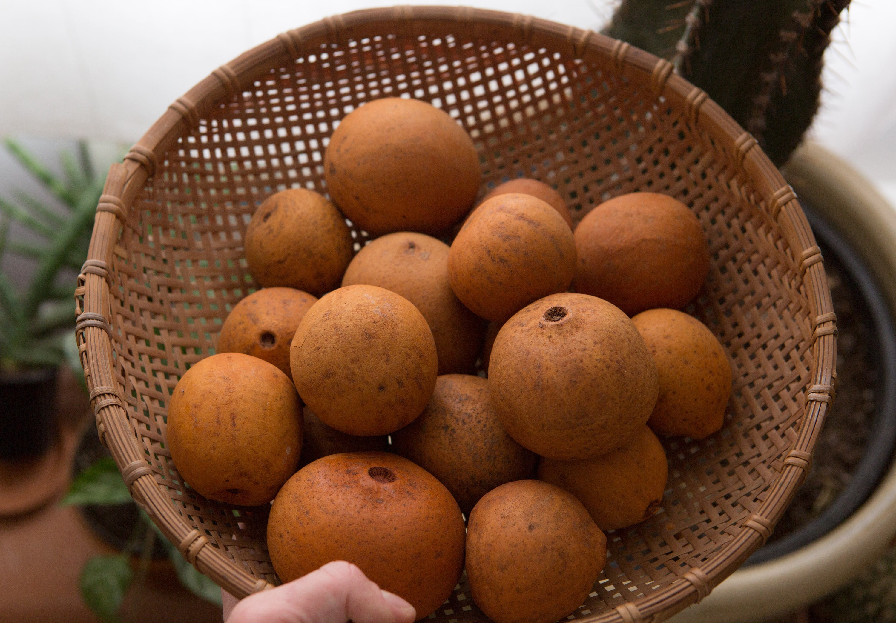 Africa Gourd Calabash Set of 17 Dried Orange Crafting Gourd