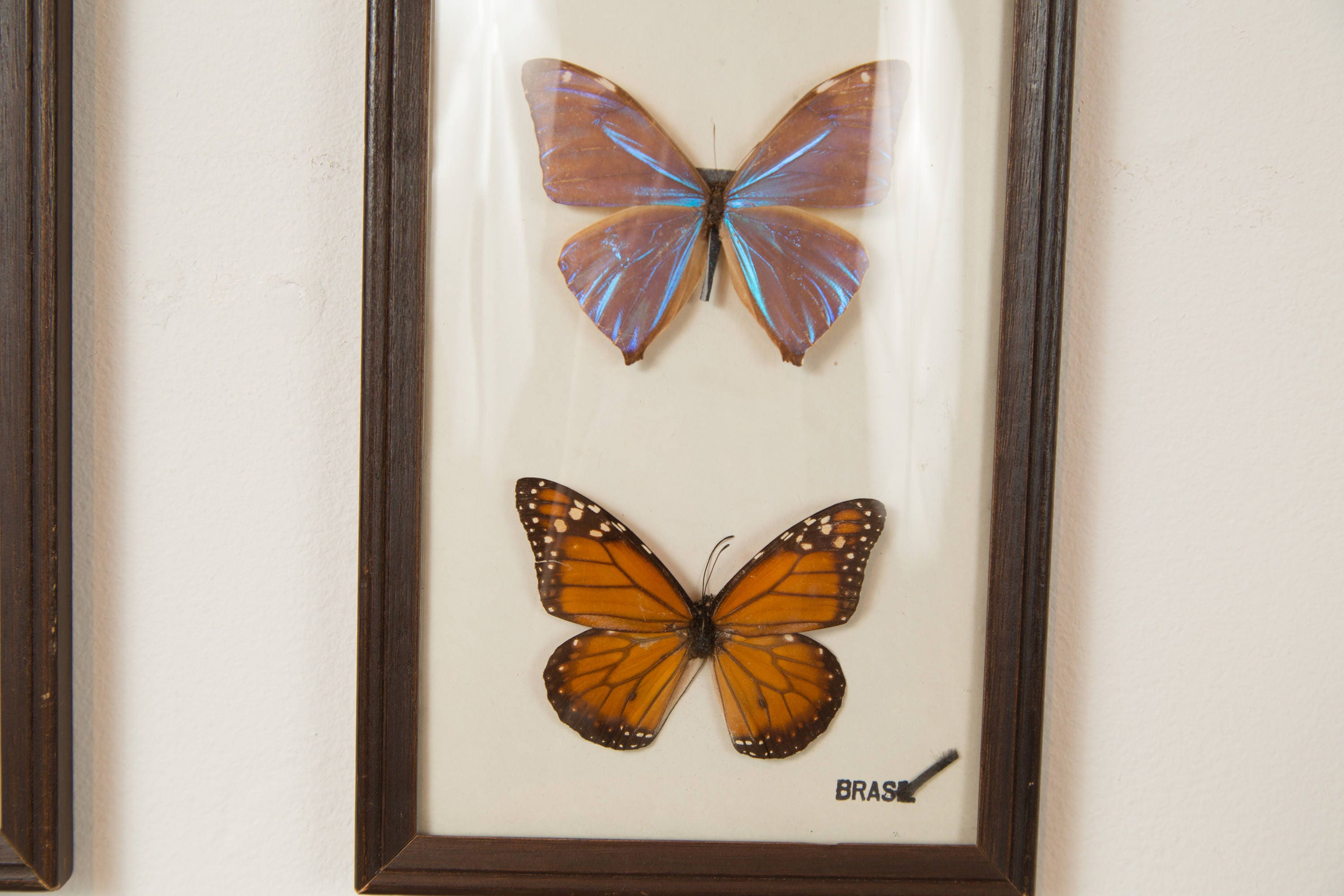 Vintage Preserved Butterfly Art Framed Butterflies Exotic framed
