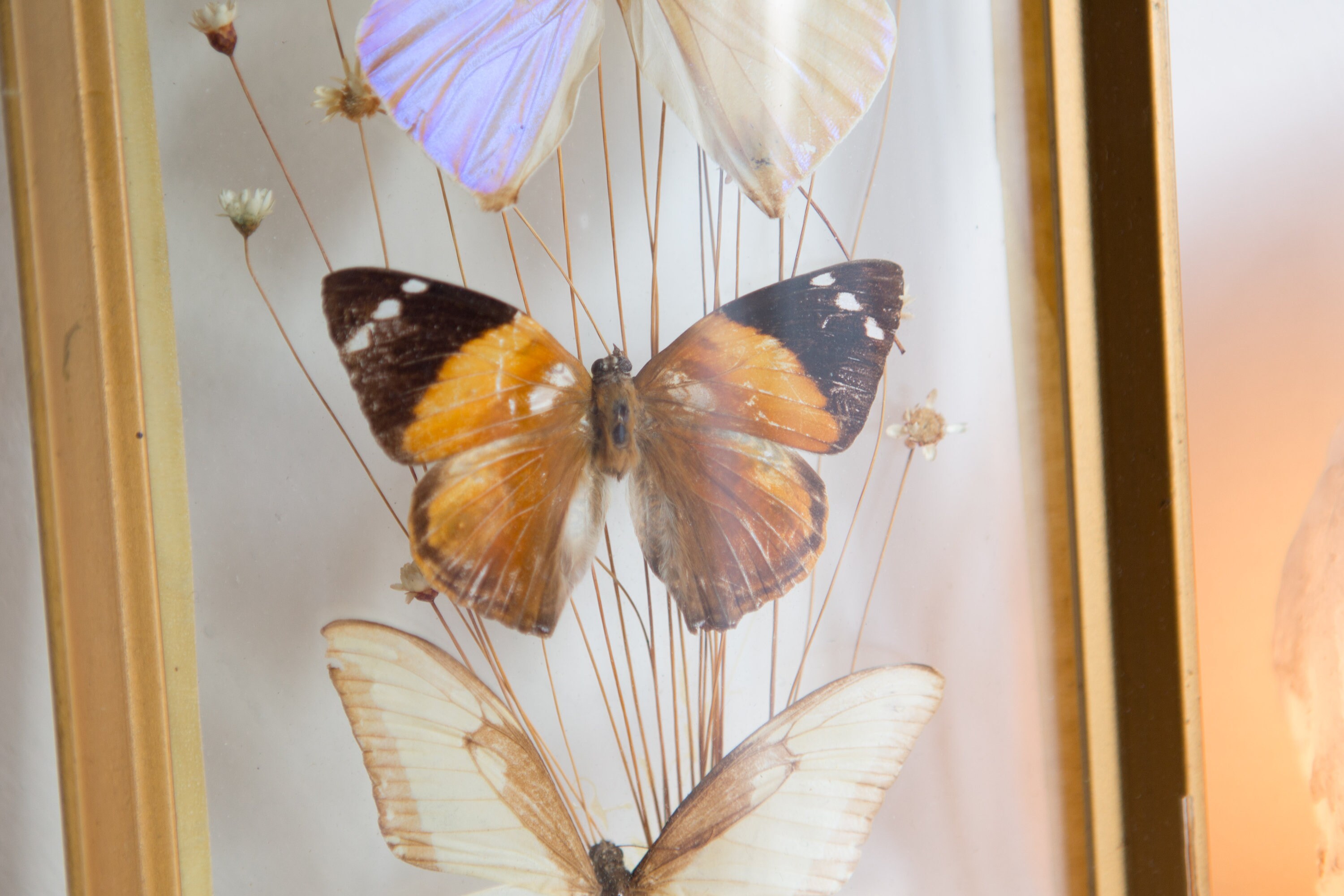 Vintage Preserved Butterfly Art Framed Butterflies Exotic framed