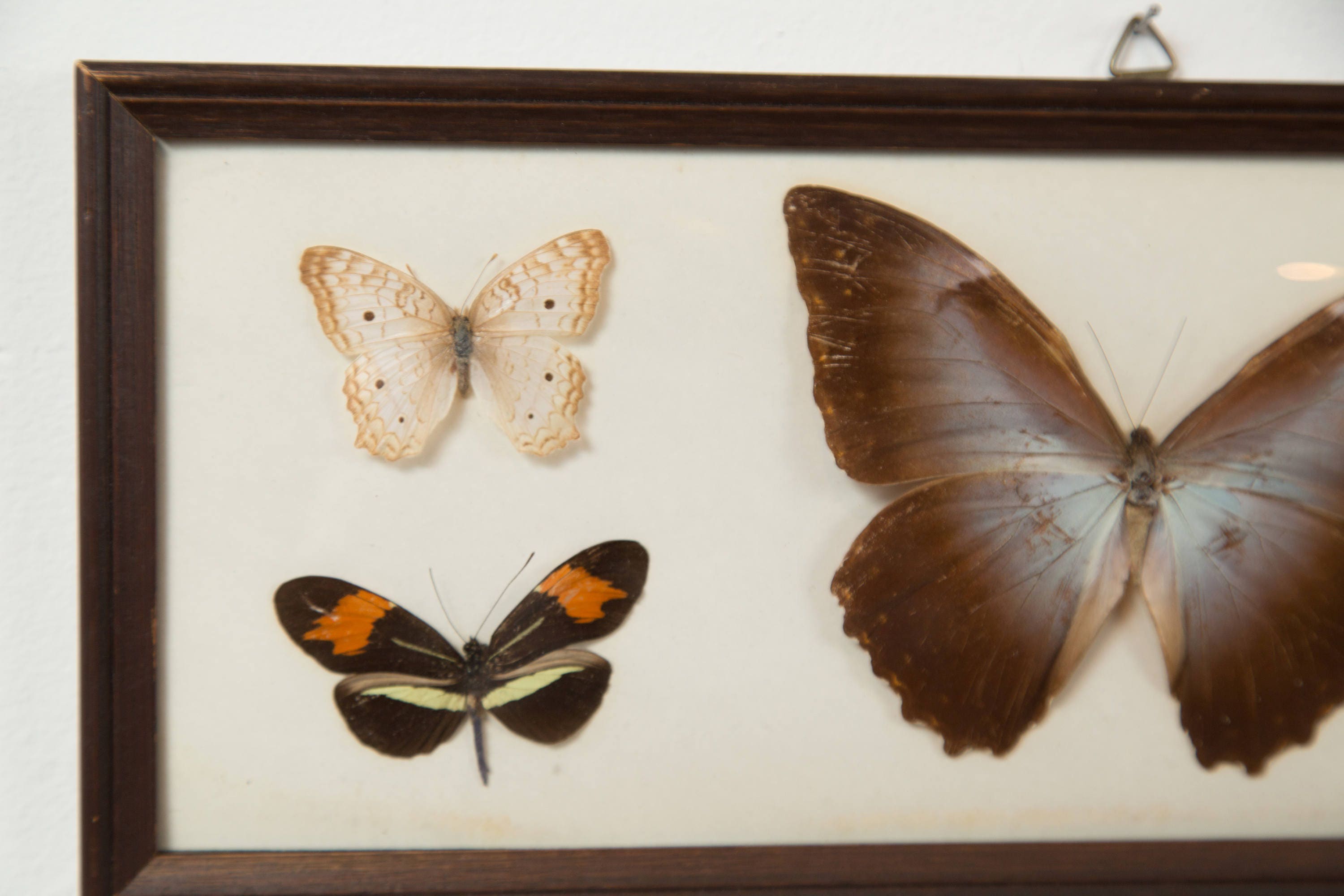 Vintage Preserved Butterfly Art Framed Butterflies Exotic framed