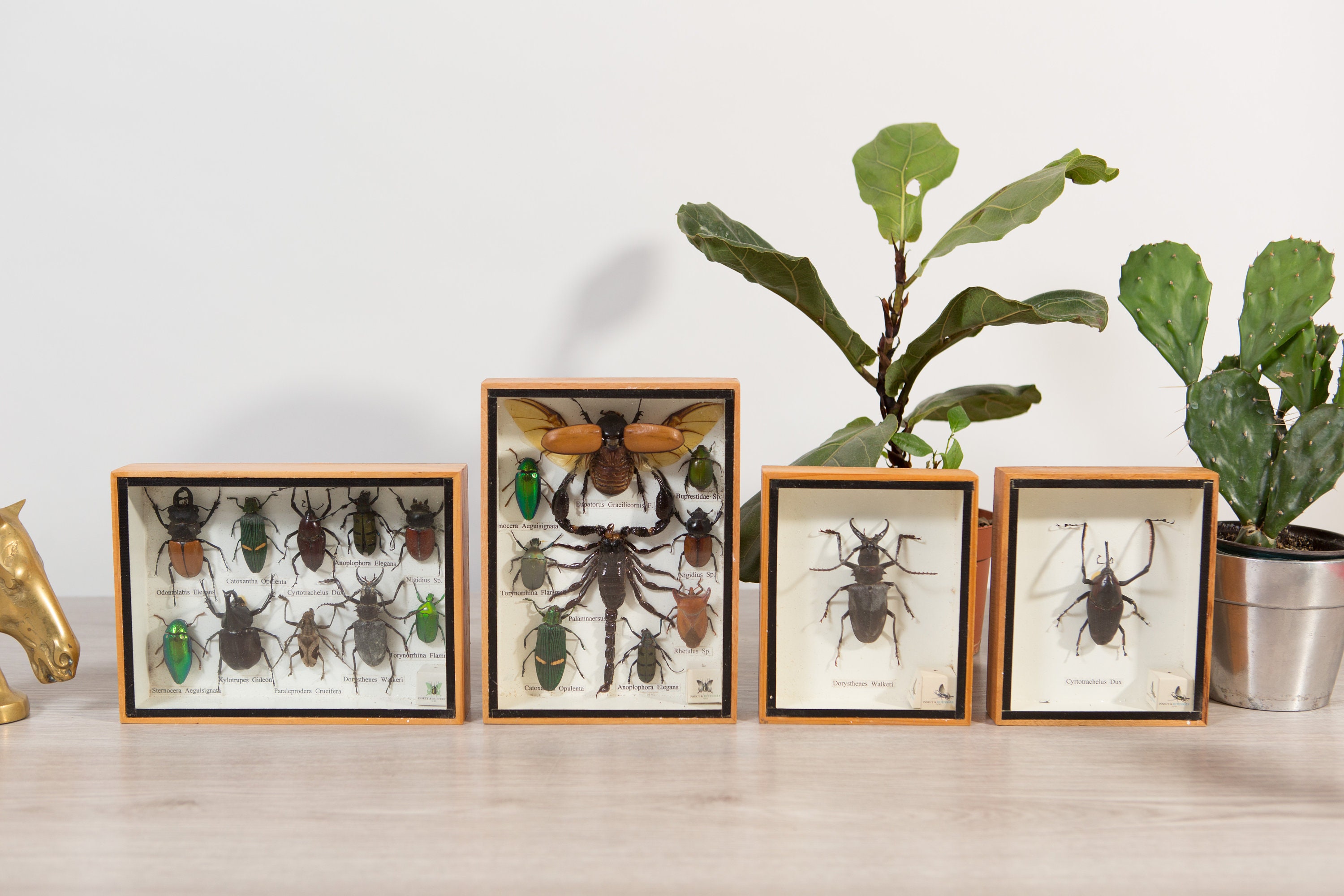 Vintage Preserved Beetle Art Framed Scorpion and Bugs Exotic