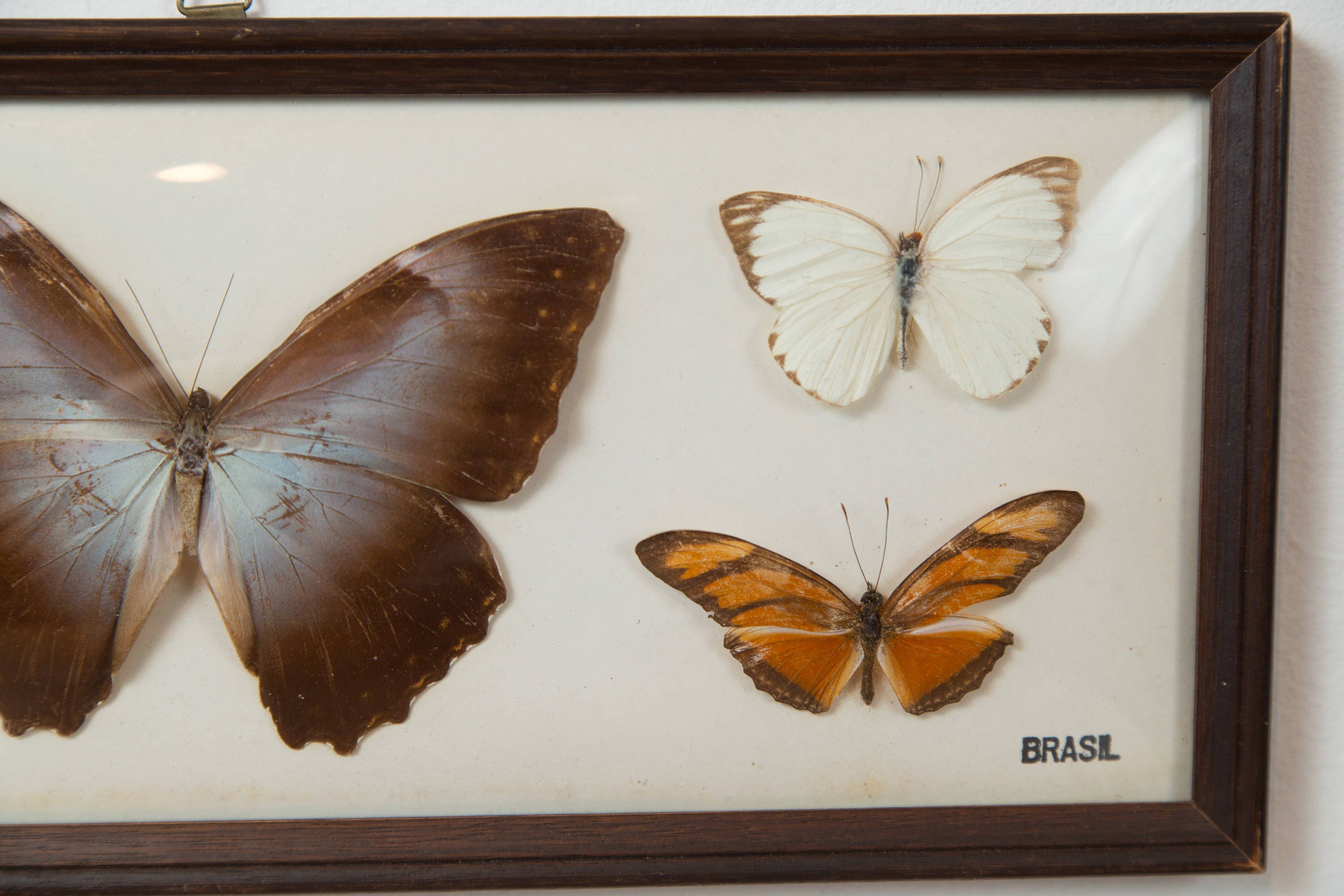 Vintage Preserved Butterfly Art Framed Butterflies Exotic framed