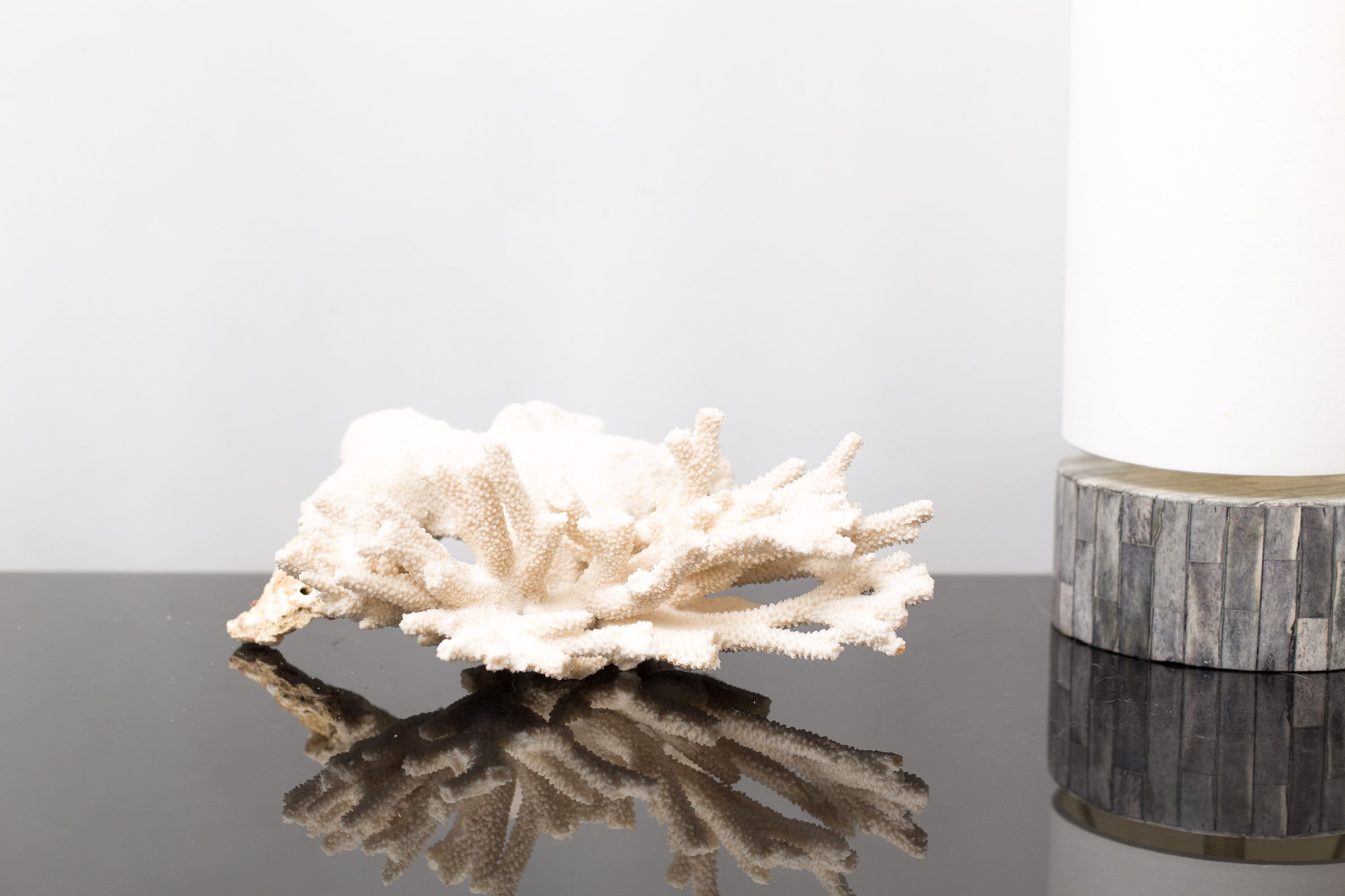 Vintage White Coral Natural Bleached White Coral Ocean