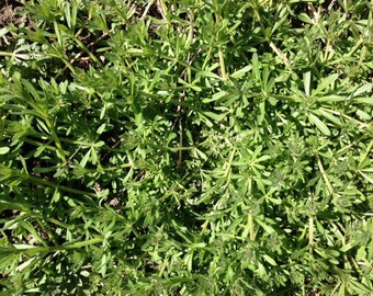 Cleavers, wild-harvested, herb, 2 oz., free shipping