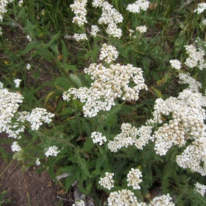 May include: A close-up of a field of white yarrow flowers in bloom. The flowers are clustered together in a dense mass, creating a beautiful and delicate display.