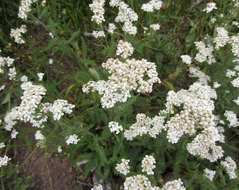 Dried yarrow, wild-harvested, free shipping