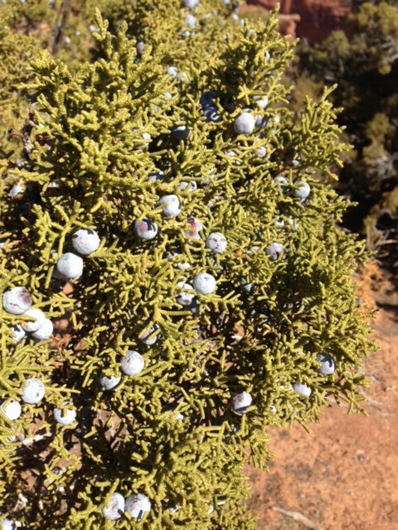 Juniper berries wild harvested new harvest 3oz free Etsy