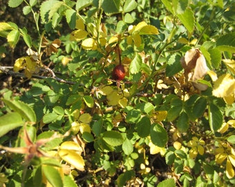 Wild Rose Hips, 8 oz, free shipping