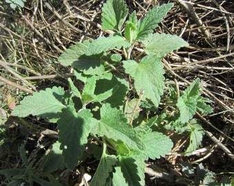 Wild catnip from the mountains, good for you and for your feline friends, 2 oz, free shipping
