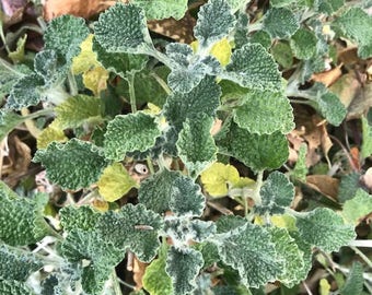 Horehound, organically grown, sold in 2 ounce packages, free shipping