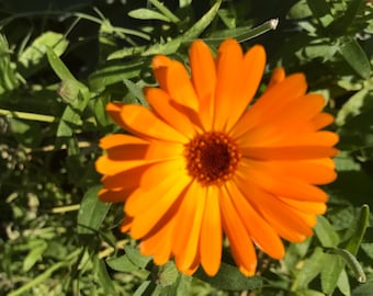 Organic Calendula Oil, free shipping