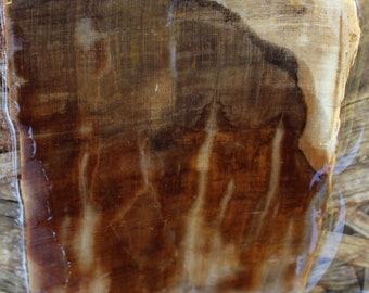 Mystery Oregon Petrified Wood Slab!