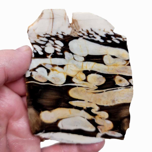 Fossil Peanut Wood Petrified Wood Slab! Lapidary Stone Slab!