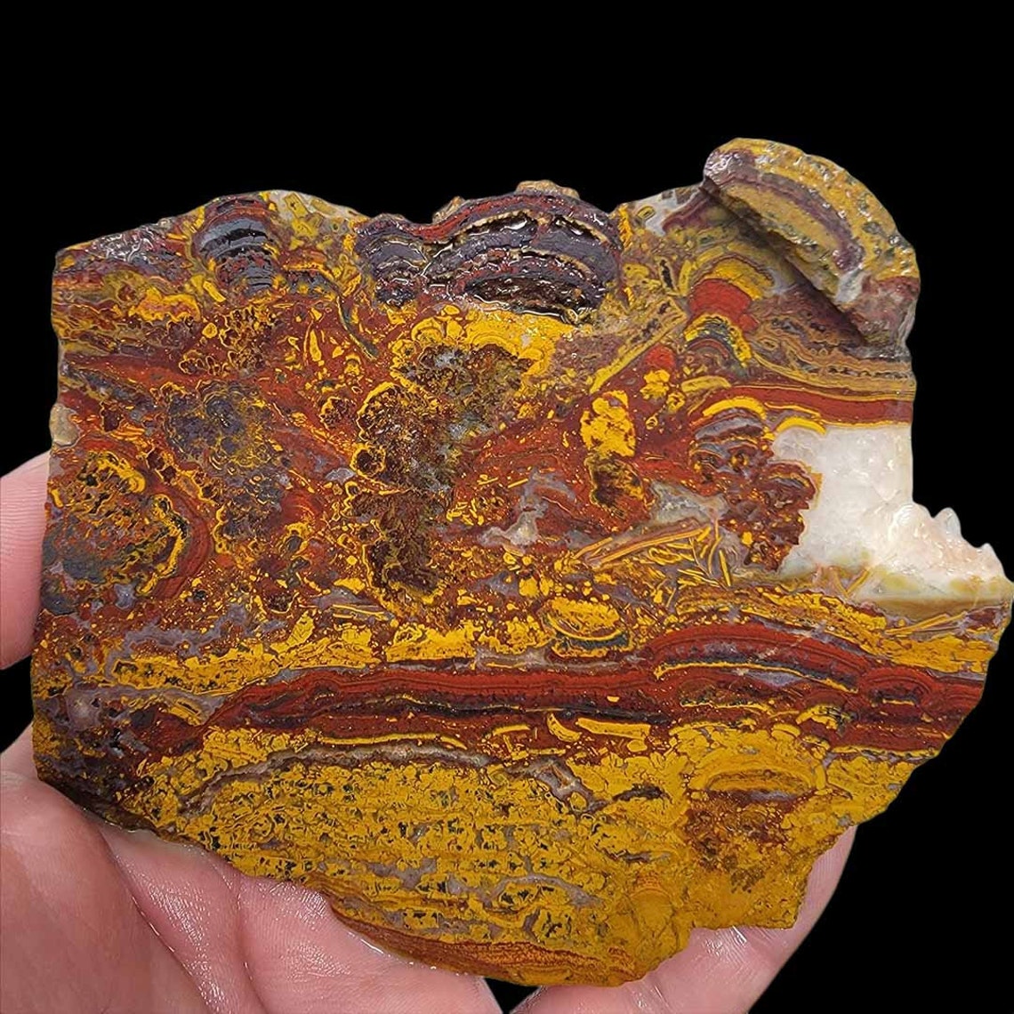 apple fossil