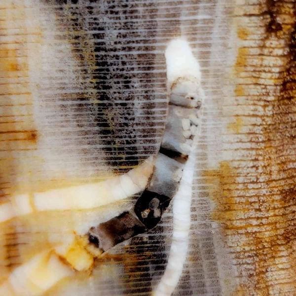 RARE Wood Larvae Badger Pocket Sycamore Petrified Wood Lapidary Slab!