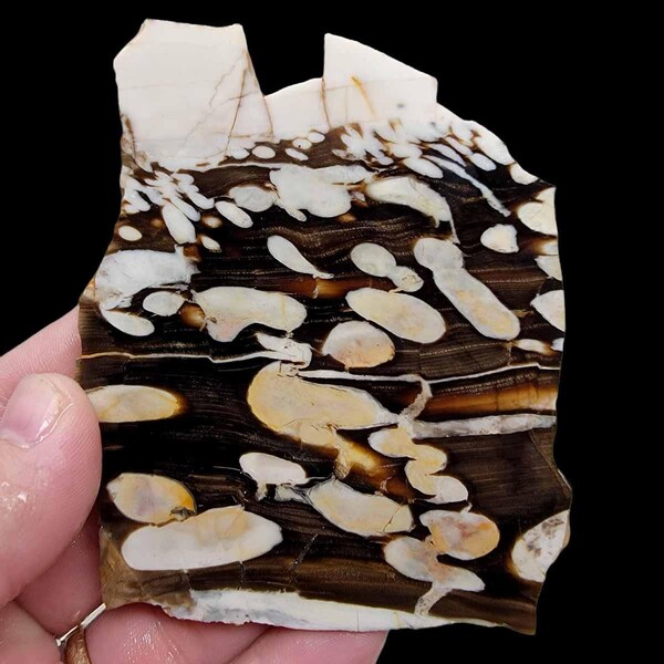 Fossil Peanut Wood Petrified Wood Slab! Lapidary Stone Slab!