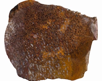 Losa de hueso de dinosaurio de Utah: Estructura celular rellena de calcita