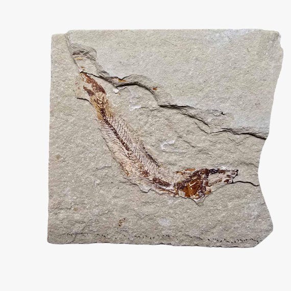 化石　レバノン産の白亜紀の魚類化石　三葉虫の化石　5点セット　コレクションです㉒ 白亜紀レバノン産の魚化石 超レア！博物館級 標本 化石 鉱物 観賞石 銘